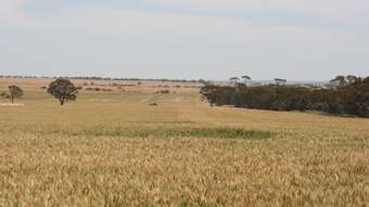 Farm Property for Sale - . Cnr Nembudding South Road &amp; Hammond Road Korrelocking WA 6485