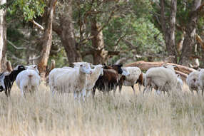 Farm Property for Sale - 2585 Burraga Road Burraga NSW 2795