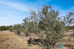 Farm Property for Sale - Lot 53  Wombinebong Drive  Millmerran Downs QLD 4357
