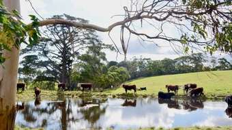 Farm Property for Sale - 65 McDowell Road  Ryanston VIC 3992