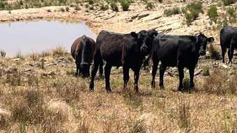 Farm Property for Sale - 386 Williamsons Road Lewis Ponds NSW 2800