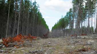 Farm Property for Sale - Lot 8 Bangham Road Bangham SA 5268