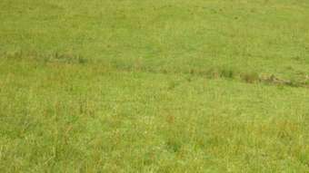 Farm Property for Sale - Rollands Plains NSW 2441