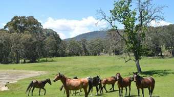 Farm Property for Sale - 95 Bago Forest Road Tumbarumba NSW 2653