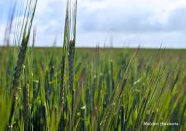 Farm Property for Sale - Lot 16017 Tammin Wyalkatchem Road Wyalkatchem WA 6485