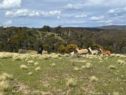 540 Marble Hill Road Kingsdale NSW 2580