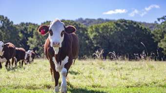 Farm Property for Sale - 369 East Bank Road Coramba NSW 2450