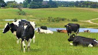 Farm Property for Sale - 611 Melrose Road Princetown VIC 3269