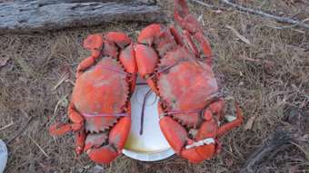 Farm Property for Sale - Lot 1 Dicksons Access Road Yandaran QLD 4673