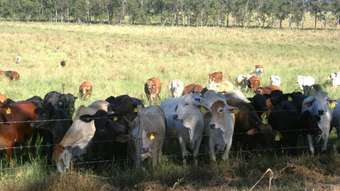 Farm Property for Sale - 1691 Koumala Bolingbroke Road Koumala QLD 4738