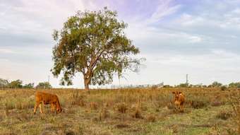 Farm Property for Sale - 1 Ted Mengel Road Nobby QLD 4360