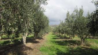 Farm Property for Sale - Lot 8 Hahn Road Sellicks Hill SA 5174