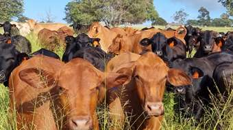 Farm Property for Sale - Lot 125 Mount McEuen Road, Mount McEuen Wondai QLD 4606