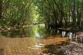 Farm Property for Sale - 981 Numinbah Road Crystal Creek NSW 2484