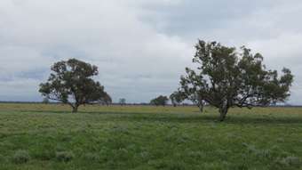 Farm Property for Sale - "Langboyd" Jobs Gate Road Brewarrina NSW 2839