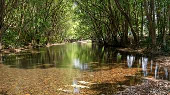 Farm Property for Sale - 981 Numinbah Road Crystal Creek NSW 2484