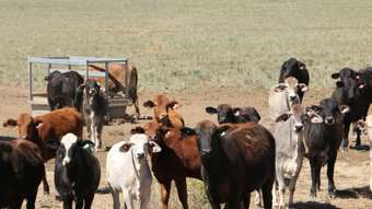 Farm Property for Sale -  CARINYA Roma QLD 4455