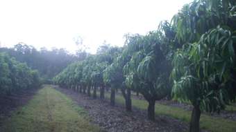 Farm Property for Sale - Gin Gin QLD 4671