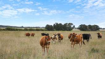 Farm Property for Sale - 3925 Corangamite Lake Beeac VIC 3251