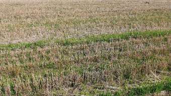 Farm Property for Sale - 360 Wilson Road East Pingelly WA 6308