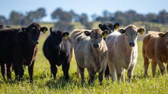 Farm Property for Sale - &amp;apos; Llangothlin Road Guyra NSW 2365