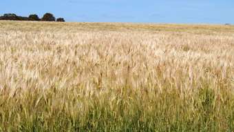 Farm Property for Sale - Knills, Magenta Road Newdegate WA 6355