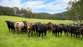 Farm Property for Sale - 103 Gap Hill Road Stroud NSW 2425