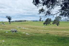 Lot 115 Mcgormans Road Tungkillo SA 5236