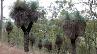 Farm Property for Sale - Lots 78 &  Summerland Way - Old Grevillia Kyogle NSW 2474