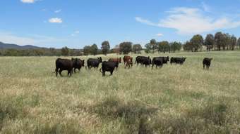 Farm Property for Sale - 949 Curra Creek Road Wellington NSW 2820