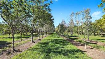 Farm Property for Sale - 190 McGilchrist Road Palmwoods QLD 4555