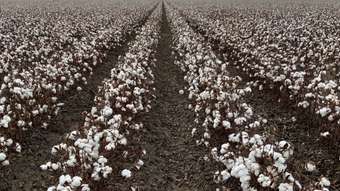 Farm Property for Sale - Part Farm  Murrami Road Leeton NSW 2705