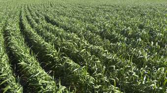 Farm Property for Sale - . &amp;apos;Sperwill Springs&amp;apos; part LOT 57 Kwolyin WA 6385