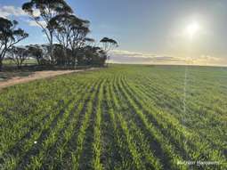 Farm Property for Sale - . 'Hunters' Baandee WA 6412