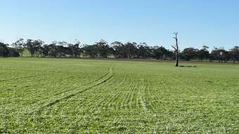 Farm Property for Sale - Section 32 Champness Road Mundulla West SA 5270