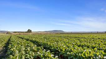 Farm Property for Sale - 1236 Cambooya Felton Road Cambooya QLD 4358