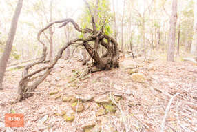 62 Una Road Bucketty NSW 2250