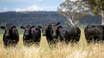 Farm Property for Sale - 322 Claremont Road Armidale NSW 2350
