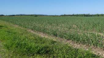 Farm Property for Sale - Cowley QLD 4871