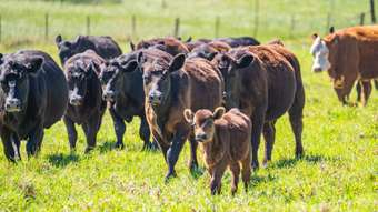 Farm Property for Sale - 907B Darbys Falls Road Cowra NSW 2794