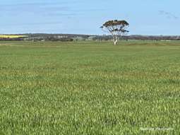 Farm Property for Sale - 10075 Hopkins Road Kulin WA 6365