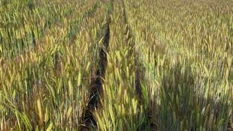 Farm Property for Sale - Hiview Steele Road Pingrup WA 6343