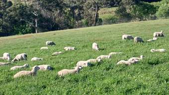 Farm Property for Sale - 3 Yetholme Drive Walang NSW 2795