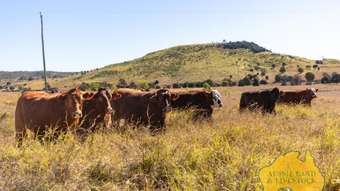 Farm Property for Sale - 1278 TOP GURGEENA ROAD Branch Creek QLD 4625