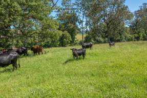 Farm Property for Sale - 176 McMillans Road Ellenborough NSW 2446