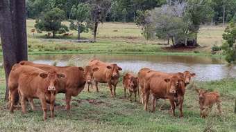 Farm Property for Sale - 725 Mount Mceuen Road Wondai QLD 4606