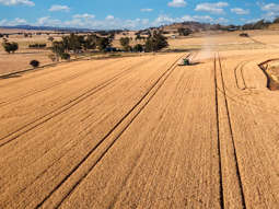 Farm Property for Sale - 530 Billimari Road Cowra NSW 2794