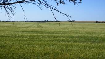 Farm Property for Sale - Broadacres Pingrup-Lake Grace Rd Pingrup WA 6343
