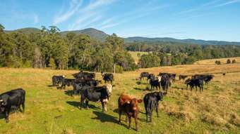 Farm Property for Sale - Lot 1 Myall Scrub Creek Road Rollands Plains NSW 2441