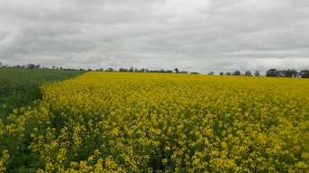 Farm Property for Sale - Lot 275 Pitcher Lane Bordertown SA 5268